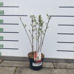 Vŕba celolistá (Salix integra) ´FLAMINGO´  výška 40-60 cm , kont. C2L 